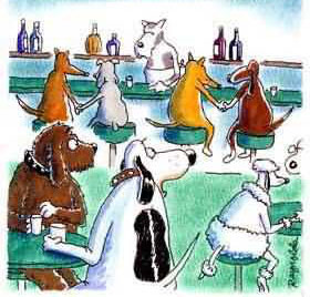 dogs in a bar