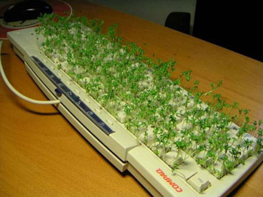 cress growing out of keyboard
