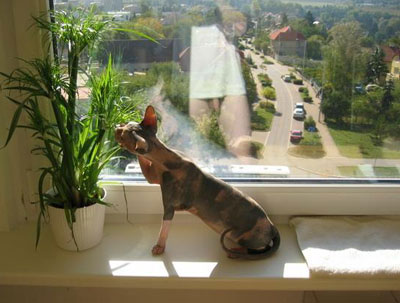 picture of cat in front of window reflecting naked man