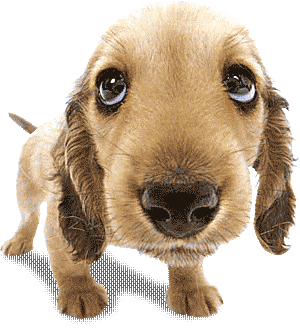dog skippy