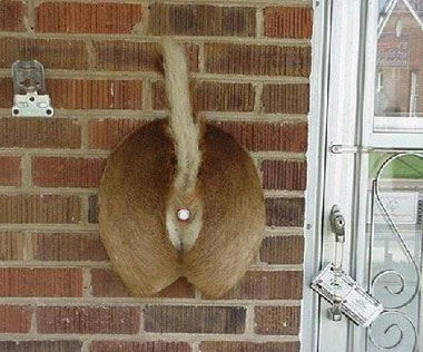 doorbell is dogs bottom