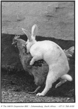 rabbit shagging a hen