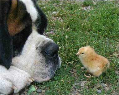 dog and chick