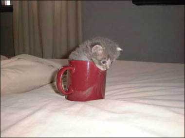 kitten in mug