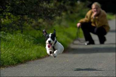 running dog