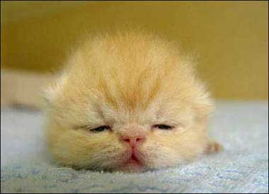 fluffy kitten