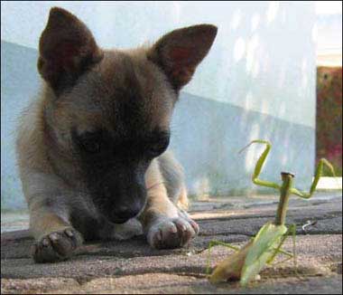 dog watching bug