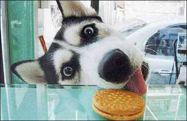 dog getting biscuit