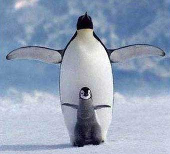 penguins