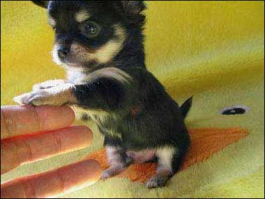 puppy