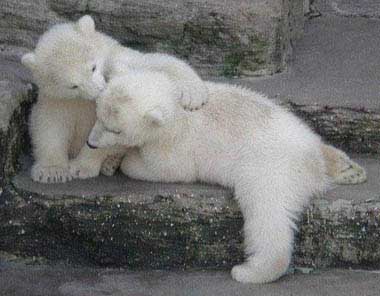 polar bears
