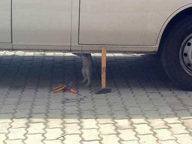 cat under car