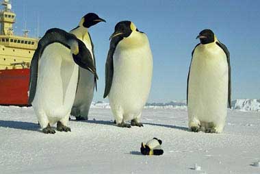 penguins