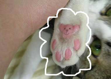 drawing on cats paw