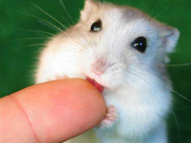 hamster