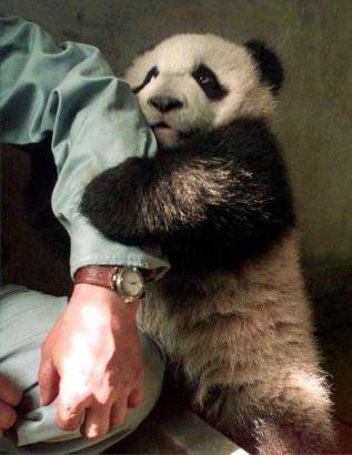 panda bear