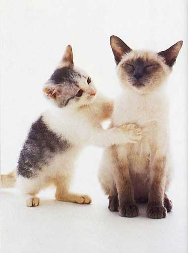 cats