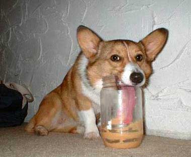 dog licking jar
