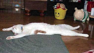 cat asleep
