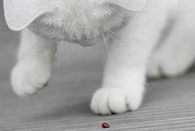 cat and ladybird