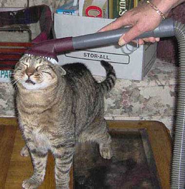 cat having a hoover