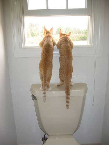 two cats looking out window
