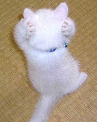 kitten