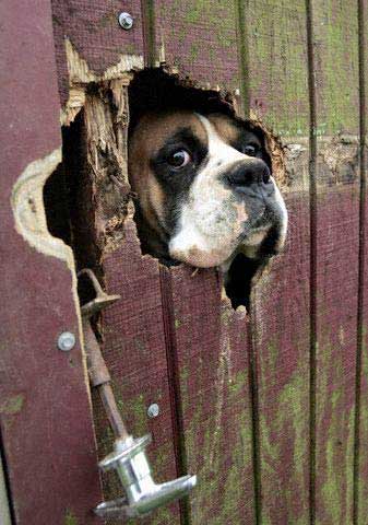 dog looking through fence