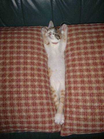 cat asleep
