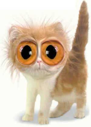 big eyed cat
