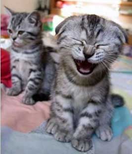 cat in hysterics