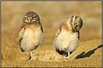 silly looking owl