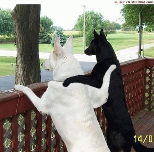 two dogs cuddling