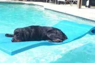 dog in pool