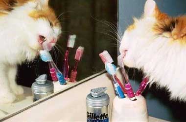 cat cleaning teeth
