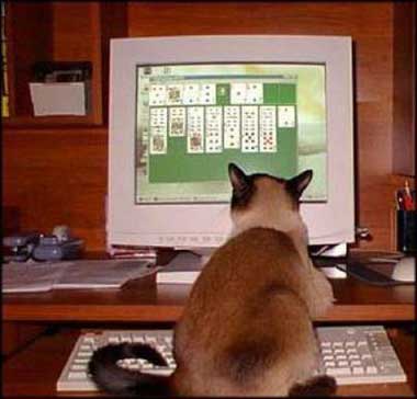 cat on computer