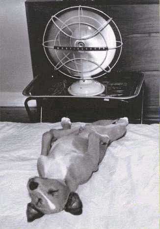 dog on bed