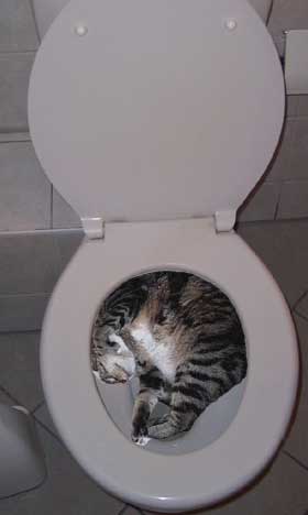 cat in toilet