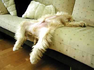 dog on sofa