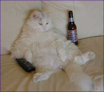 cat on sofa