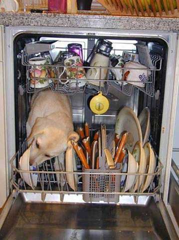 dog in dishwasher licking plates