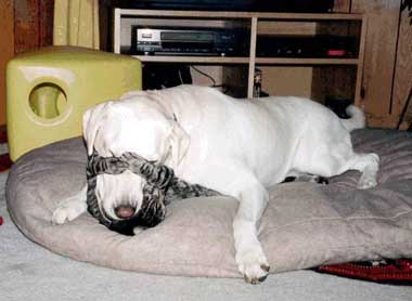 cat and dog playing