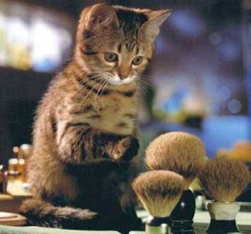 kitten with shaving brushes