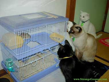 three cats watching a mouse in a cage