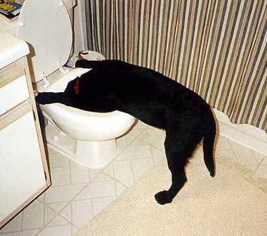 dog drinking toilet water