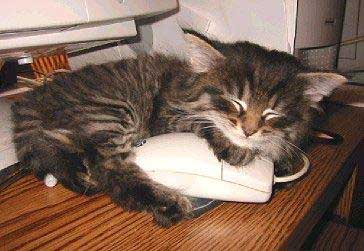cat cuddling computer mouse