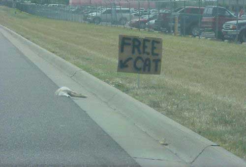 sign says free cat and points to a dead cat in the road