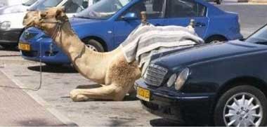 camel in car park