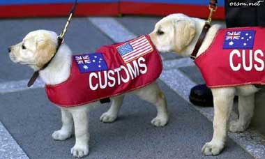 two customs puppies one is checking out the others bottom