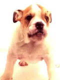 dog licking screen